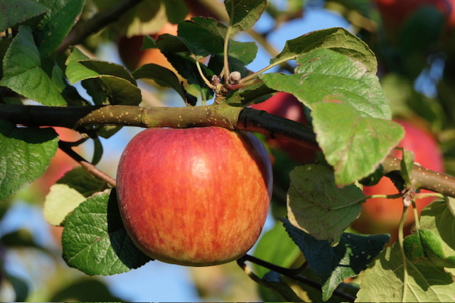 Obsthof Cordes - Fruchtfoto Prinz Albrecht von Preußen